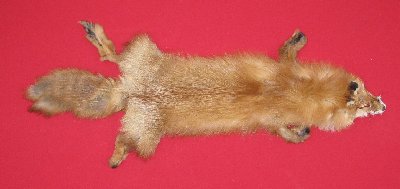 Picture of this lot Tanned Red Fox Hides, Furs, Pelts, Skins