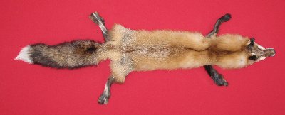Picture of this lot Tanned Red Fox Hides, Furs, Pelts, Skins