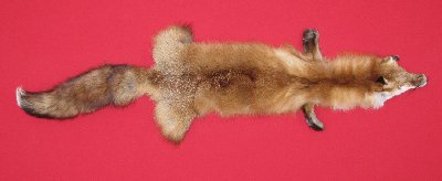Picture of this lot Tanned Red Fox Hides, Furs, Pelts, Skins