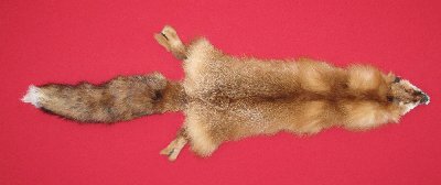 Picture of this lot Tanned Red Fox Hides, Furs, Pelts, Skins