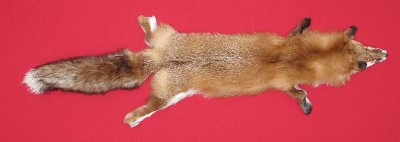 Picture of this lot Tanned Red Fox Hides, Furs, Pelts, Skins