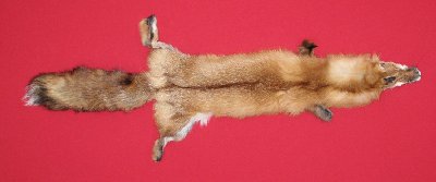 Picture of this lot Tanned Red Fox Hides, Furs, Pelts, Skins