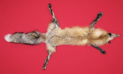 Picture of this lot Tanned Red Fox Hides, Furs, Pelts, Skins