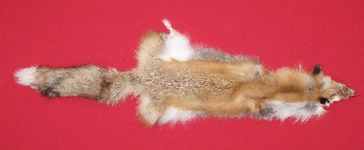 Picture of this lot Tanned Red Fox Hides, Furs, Pelts, Skins