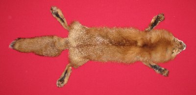 Picture of this lot Tanned Red Fox Hides, Furs, Pelts, Skins