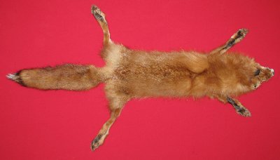 Picture of this lot Tanned Red Fox Hides, Furs, Pelts, Skins