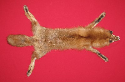 Picture of this lot Tanned Red Fox Hides, Furs, Pelts, Skins
