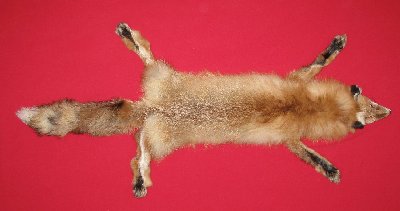 Picture of this lot Tanned Red Fox Hides, Furs, Pelts, Skins