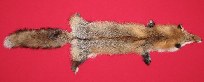 Picture of this lot Tanned Red Fox Hides, Furs, Pelts, Skins