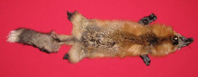 Picture of this lot Tanned Red Fox Hides, Furs, Pelts, Skins