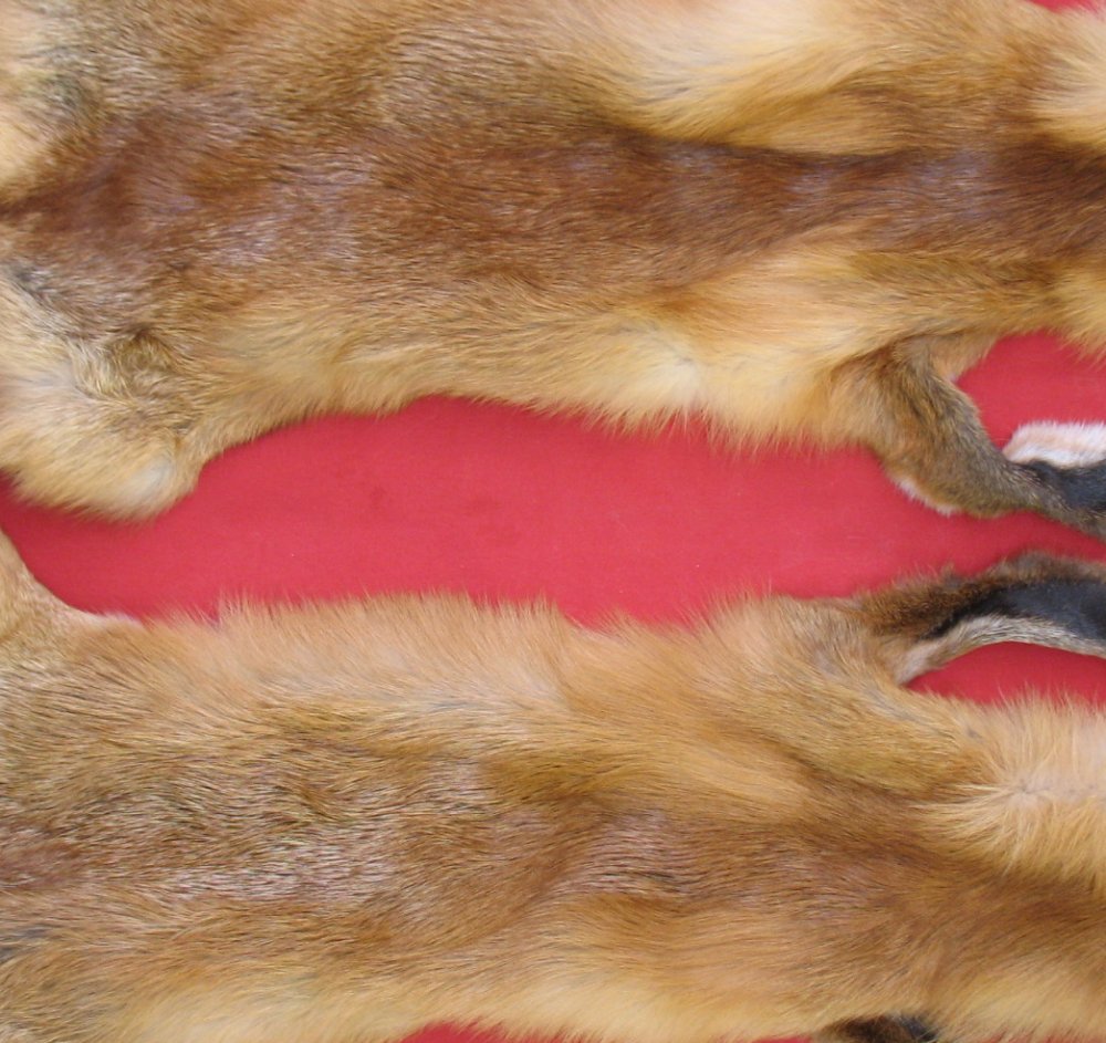 Tanned Furs : RED FOX - TAXIDERMY QUALITY (6901-0229) : hideandfur.com