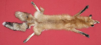 Picture of this lot Tanned Taxidermy Red Fox Hides, Furs, Pelts, Skins