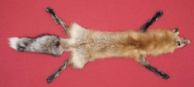 Picture of this lot Tanned Taxidermy Red Fox Hides, Furs, Pelts, Skins