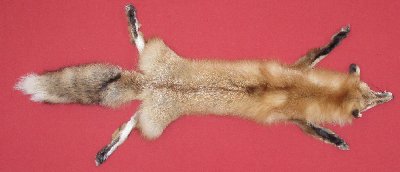 Picture of this lot Tanned Taxidermy Red Fox Hides, Furs, Pelts, Skins