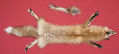 Picture of this lot Tanned Taxidermy Red Fox Hides, Furs, Pelts, Skins