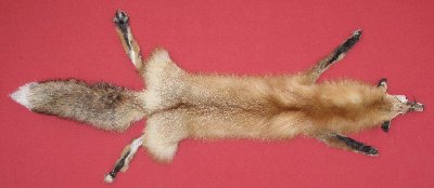 Picture of this lot Tanned Taxidermy Red Fox Hides, Furs, Pelts, Skins