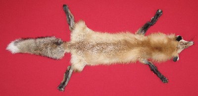 Picture of this lot Tanned Taxidermy Red Fox Hides, Furs, Pelts, Skins