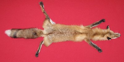 Picture of this lot Tanned Taxidermy Red Fox Hides, Furs, Pelts, Skins