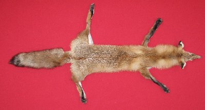 Picture of this lot Tanned Taxidermy Red Fox Hides, Furs, Pelts, Skins