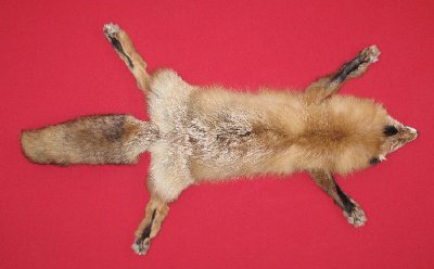 Picture of this lot Tanned Taxidermy Red Fox Hides, Furs, Pelts, Skins