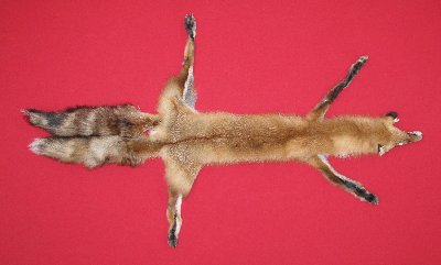 Picture of this lot Tanned Taxidermy Red Fox Hides, Furs, Pelts, Skins