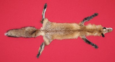 Picture of this lot Tanned Taxidermy Red Fox Hides, Furs, Pelts, Skins
