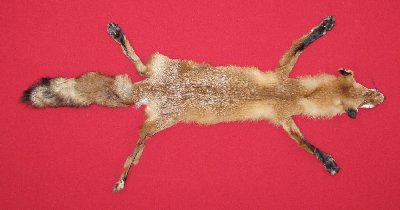 Picture of this lot Tanned Taxidermy Red Fox Hides, Furs, Pelts, Skins