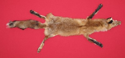 Picture of this lot Tanned Taxidermy Red Fox Hides, Furs, Pelts, Skins