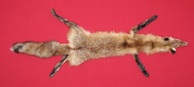 Picture of this lot Tanned Taxidermy Red Fox Hides, Furs, Pelts, Skins