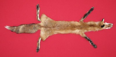 Picture of this lot Tanned Taxidermy Red Fox Hides, Furs, Pelts, Skins