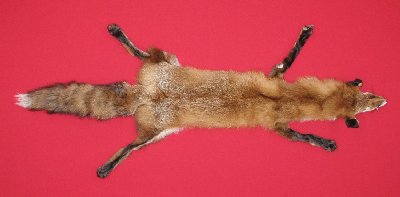 Picture of this lot Tanned Taxidermy Red Fox Hides, Furs, Pelts, Skins