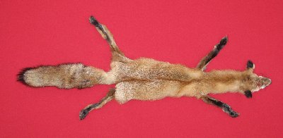 Picture of this lot Tanned Taxidermy Red Fox Hides, Furs, Pelts, Skins