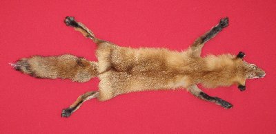 Picture of this lot Tanned Taxidermy Red Fox Hides, Furs, Pelts, Skins