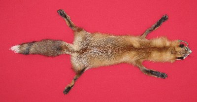 Picture of this lot Tanned Taxidermy Red Fox Hides, Furs, Pelts, Skins