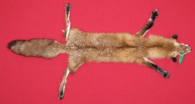 Picture of this lot Tanned Taxidermy Red Fox Hides, Furs, Pelts, Skins