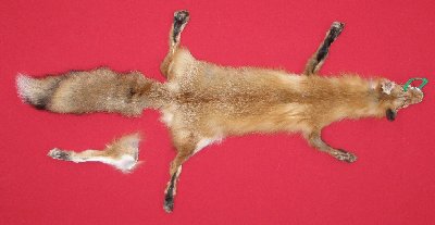 Picture of this lot Tanned Taxidermy Red Fox Hides, Furs, Pelts, Skins