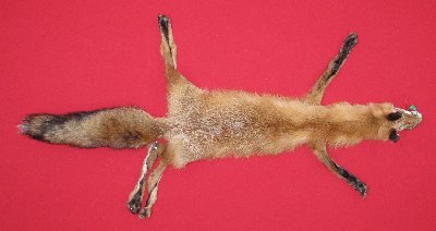 Picture of this lot Tanned Taxidermy Red Fox Hides, Furs, Pelts, Skins