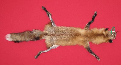 Picture of this lot Tanned Taxidermy Red Fox Hides, Furs, Pelts, Skins