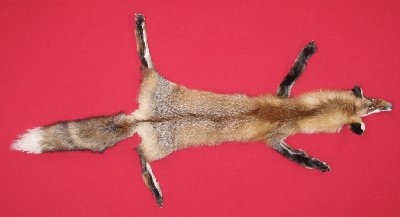 Picture of this lot Tanned Taxidermy Red Fox Hides, Furs, Pelts, Skins
