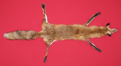 Picture of this lot Tanned Taxidermy Red Fox Hides, Furs, Pelts, Skins