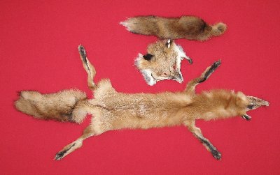 Picture of this lot Tanned Taxidermy Red Fox Hides, Furs, Pelts, Skins