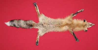 Picture of this lot Tanned Taxidermy Red Fox Hides, Furs, Pelts, Skins