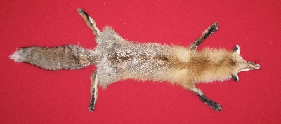 Picture of this lot Tanned Taxidermy Red Fox Hides, Furs, Pelts, Skins