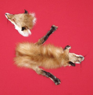 Picture of this lot Tanned Taxidermy Red Fox Hides, Furs, Pelts, Skins