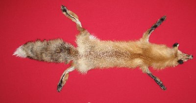 Picture of this lot Tanned Taxidermy Red Fox Hides, Furs, Pelts, Skins