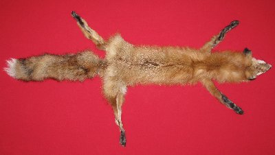 Picture of this lot Tanned Taxidermy Red Fox Hides, Furs, Pelts, Skins