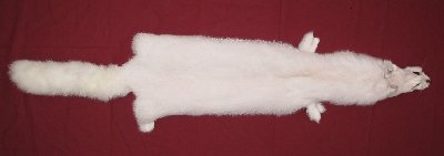 Picture of this lot Tanned Shadow Fox Hides, Furs, Pelts, Skins