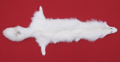 Picture of this lot Tanned Sun Glow Fox Hides, Furs, Pelts, Skins