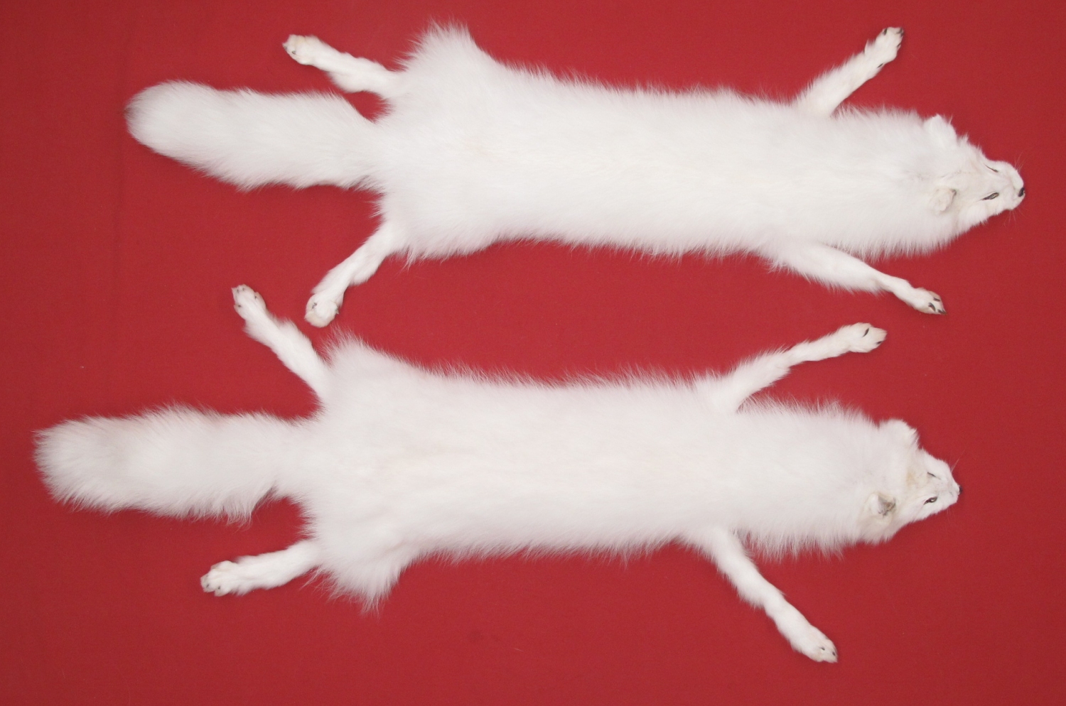 Tanned Furs : WHITE FOX - TAXIDERMY QUALITY (7021-0041) : hideandfur.com