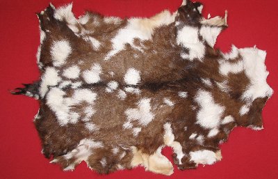 Picture of this lot Tanned Domestic Goat Hides, Furs, Pelts, Skins